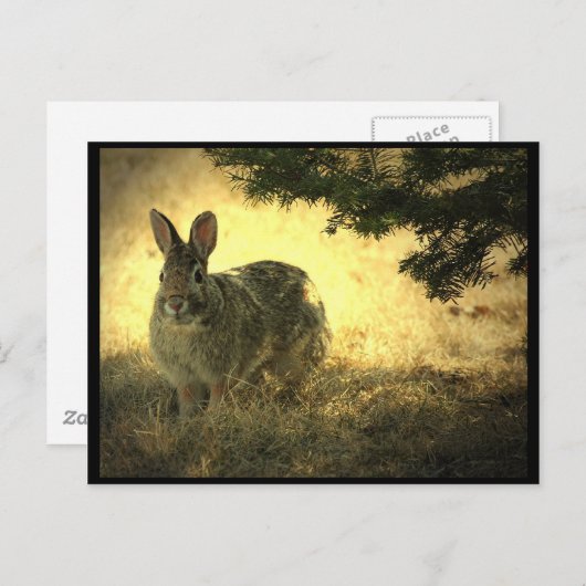 Wilde Kaninchen Postkarte (Vorne/Hinten)