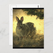 Wilde Kaninchen Postkarte (Vorne/Hinten)