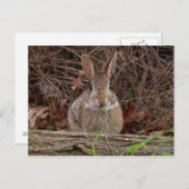 Wilde Kaninchen-Postkarten Postkarte (Vorne/Hinten)