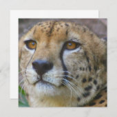 Wilde Käseeinladungen Einladung (Vorne/Hinten)