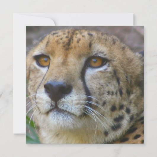 Wilde Käseeinladungen Einladung (Vorderseite)