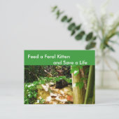 Wilde Kätzchen im Wald Den Postkarte (Stehend Vorderseite)