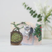 Wilde Katze Kitten Giannino mit Olivenkiste Postkarte (Stehend Vorderseite)