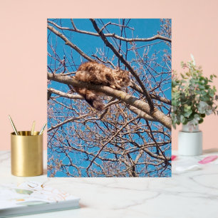 Wilde Katze Lucy im Baum Katzenliebhabers Acrylschild