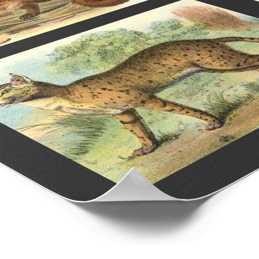 Wilde Katzen Poster (Ecke)