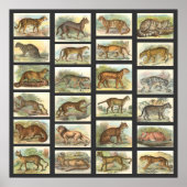 Wilde Katzen Poster (Vorne)