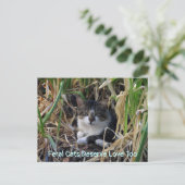 Wilde Katzen verdienen Liebe zu Postkarte (Stehend Vorderseite)