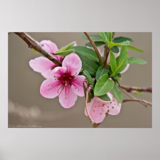 Wilde Kirschblüten im Waldposter Poster (Vorne)