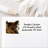 Wilde Koala schlafend auf Eukalyptus, Rücksendeadr (Insitu)