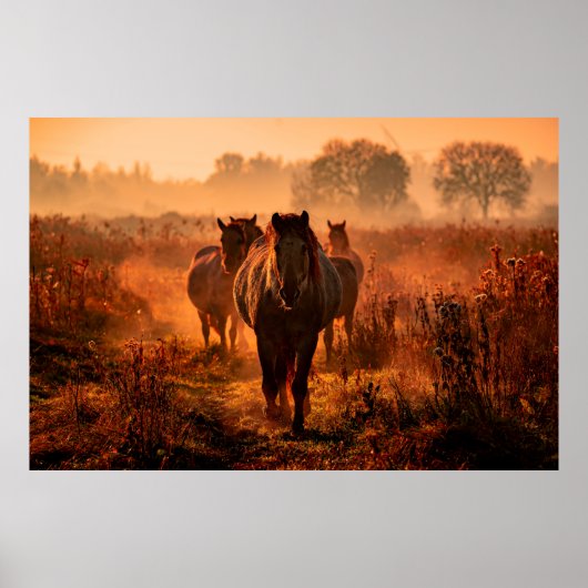 wilde Konik-Pferde, die direkt in den Krieg kamen Poster (Vorne)