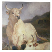 Wilde Kühe (Chillingham)