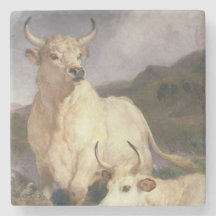 Wilde Kühe (Chillingham)