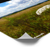 Wilde Lace auf der Wiese Poster (Ecke)