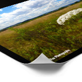 Wilde Lace auf der Wiese Poster (Ecke)
