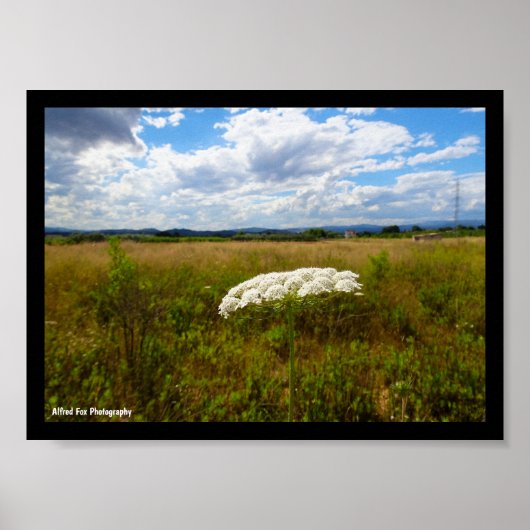 Wilde Lace auf der Wiese Poster (Vorne)