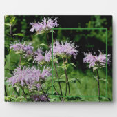 Wilde Lila Bienenvölker Fügen Sie Ihr eigenes Foto Fotoplatte (Vorderseite)