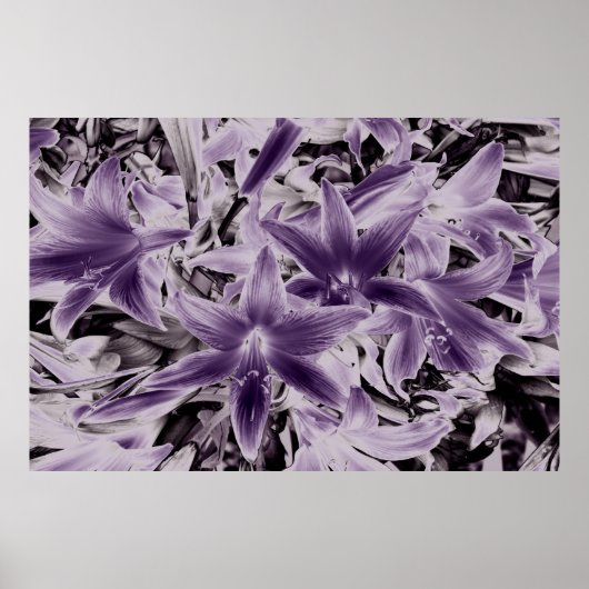 Wilde lila Lilien.... Poster (Vorne)