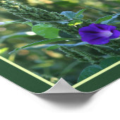 Wilde Lila Morning Glory Blume Abstrakt Poster (Ecke)