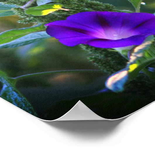 Wilde Lila Morning Glory Blume Poster (Ecke)