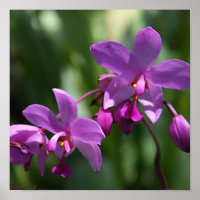 Wilde Lila Orchideen auf Poster