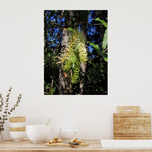 Wilde Macadamia-Nussbaum in Blüte Poster (Küche)