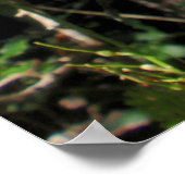 Wilde Macadamia-Nussbaum in Blüte Poster (Ecke)