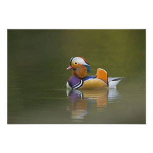 Wilde Mandarinente Aix galericulata) auf dunklem Fotodruck