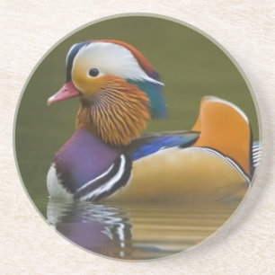 Wilde Mandarinente Aix galericulata) auf dunklem Getränkeuntersetzer