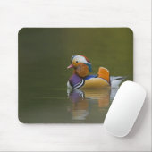Wilde Mandarinente Aix galericulata) auf dunklem Mousepad (Mit Mouse)