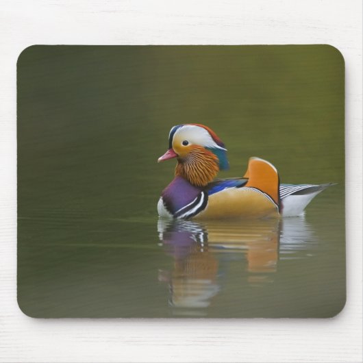 Wilde Mandarinente Aix galericulata) auf dunklem Mousepad (Vorne)