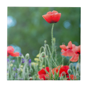 Wilde Mohn Fliese