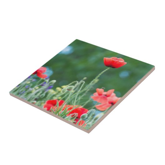 Wilde Mohn Fliese (Seite)