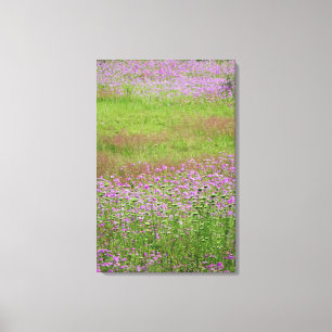 Wilde Möhre (Daucus carota) wächst Leinwanddruck