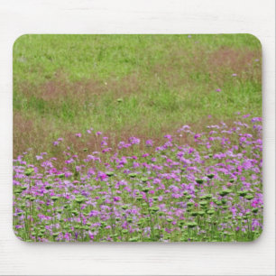 Wilde Möhre (Daucus carota) wächst Mousepad