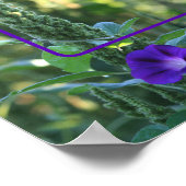 Wilde Morning Glory-Blume ergänzen Ihr Foto Poster (Ecke)