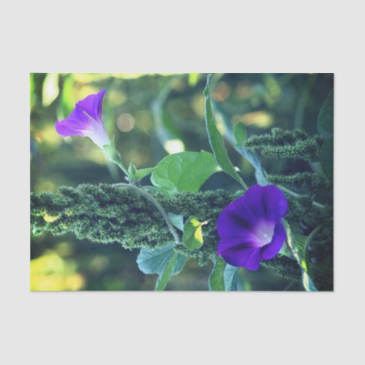 Wilde Morning Glory-Blume Seidenpapier (Vorderseite)