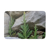 Wilde Mullein-Blume unter den Felsen Badematte (Vorderseite)