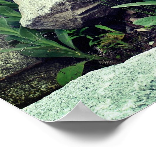 Wilde Mullein-Blume unter den Felsen Poster (Ecke)