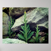 Wilde Mullein-Blume unter den Felsen Poster (Vorne)
