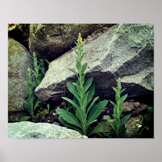 Wilde Mullein-Blume unter den Felsen Poster (Vorne)