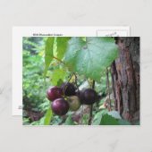 Wilde Muscadine Trauben Postkarte (Vorne/Hinten)