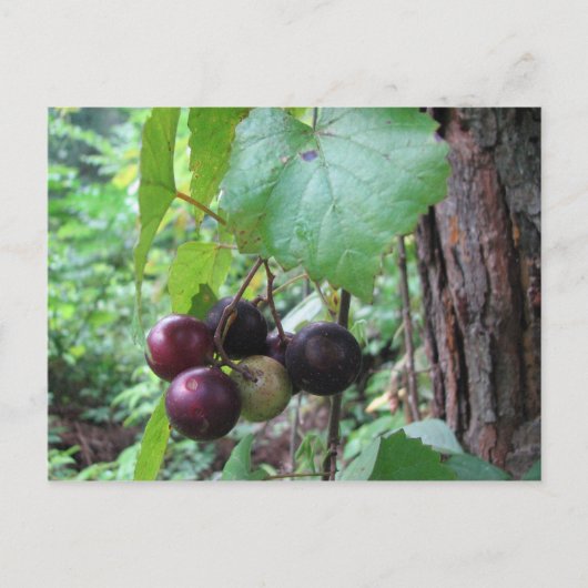 Wilde Muscadine Trauben Postkarte (Vorderseite)