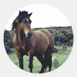 Wilde Mustang-Aufkleber Runder Aufkleber
