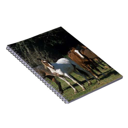 Wilde Mustang-Pferde 1 Notizblock (Rechte Seite)