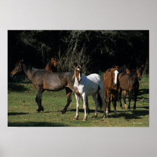 Wilde Mustang-Pferde 1 Poster