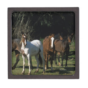 Wilde Mustang-Pferde 1 Schmuckkiste