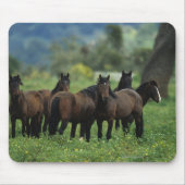 Wilde Mustang-Pferde 3 Mousepad (Vorne)