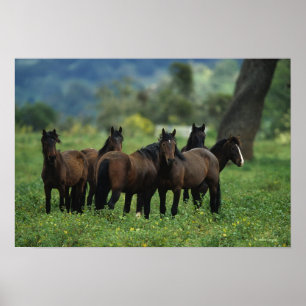 Wilde Mustang-Pferde 3 Poster