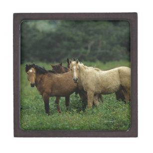 Wilde Mustang-Pferde 4 Kiste