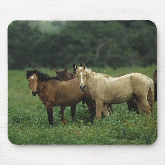 Wilde Mustang-Pferde 4 Mousepad (Vorne)